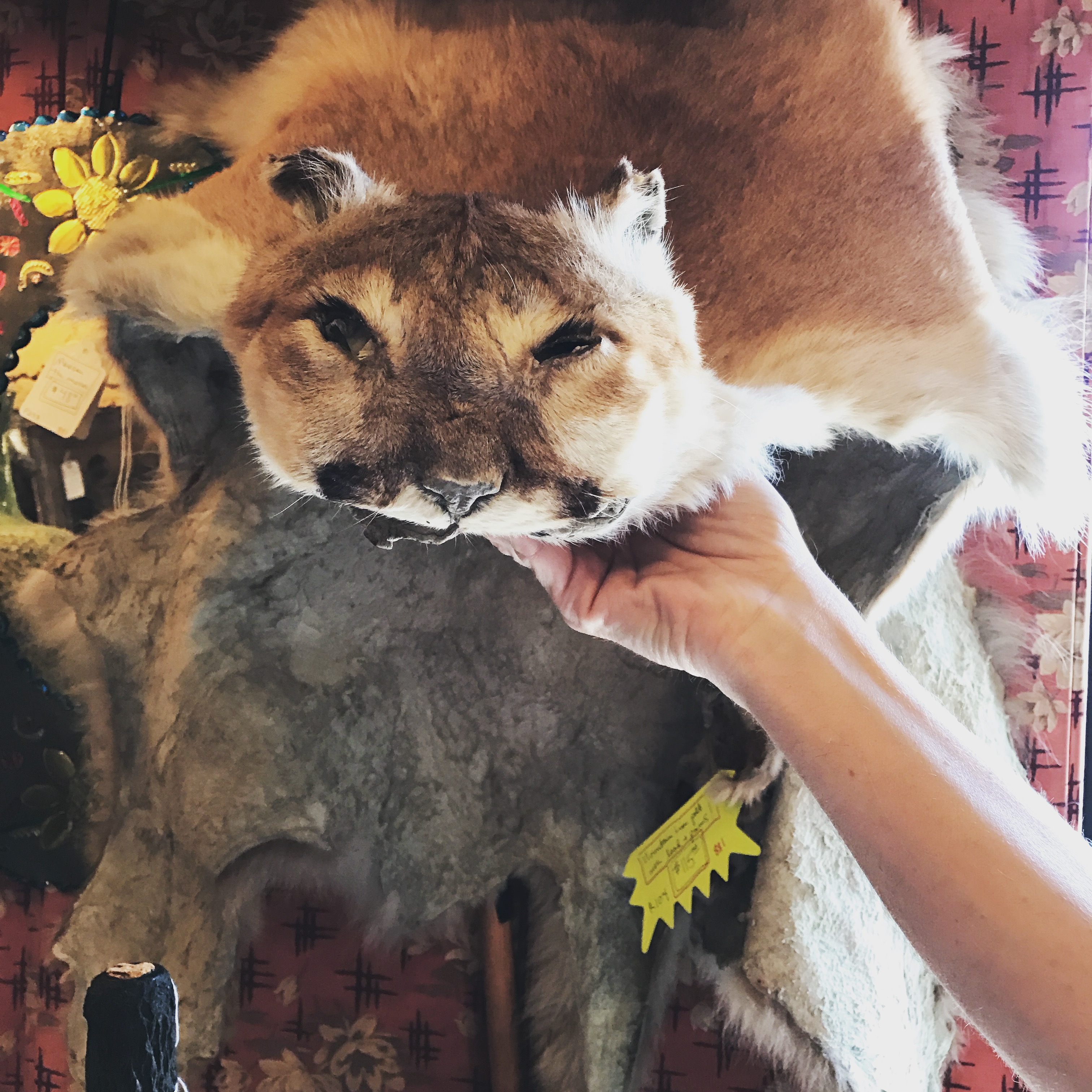 List 94+ Pictures How Much Is A Mountain Lion Pelt Worth Stunning