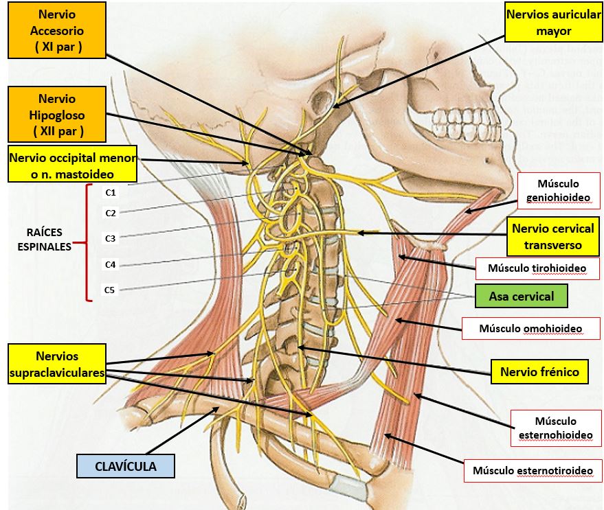 ANATOMÍA DEL PLEXO CERVICAL SUPERFICIAL Dolopedia
