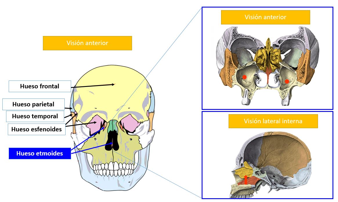 Hueso etmoides Dolopedia