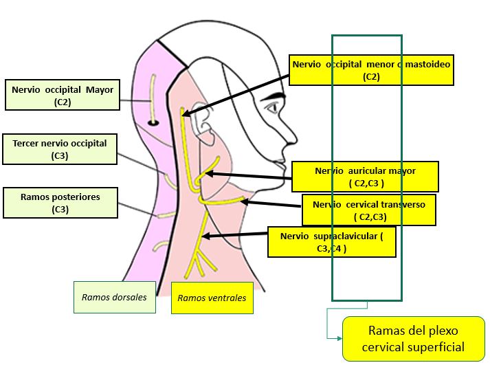 ANATOMÍA DEL PLEXO CERVICAL SUPERFICIAL Dolopedia