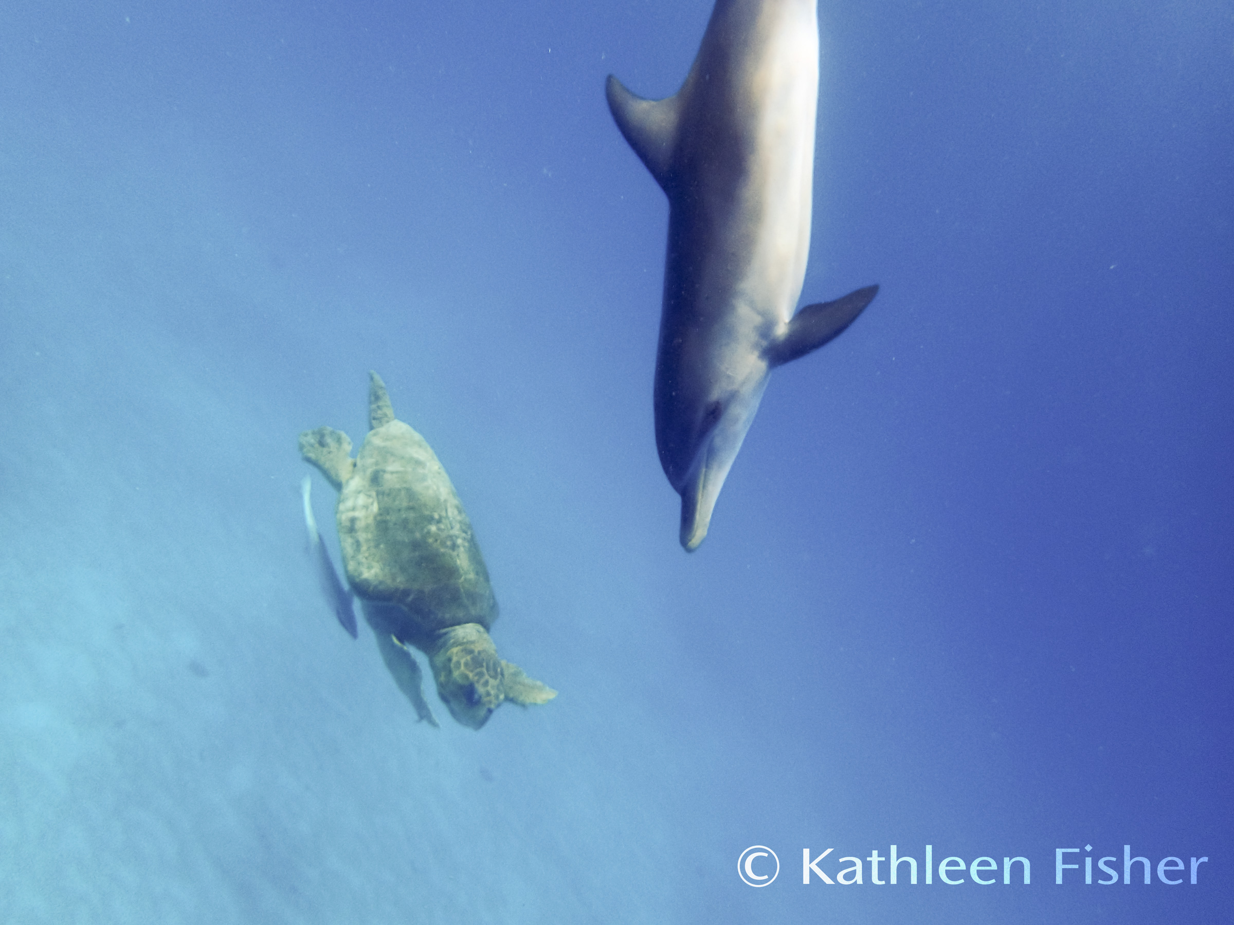 A Dolphin's Diet Dolphin Dance Project