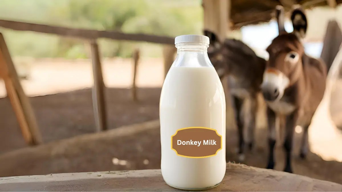 What Makes Donkey Milk Expensive? Dolphin IBA