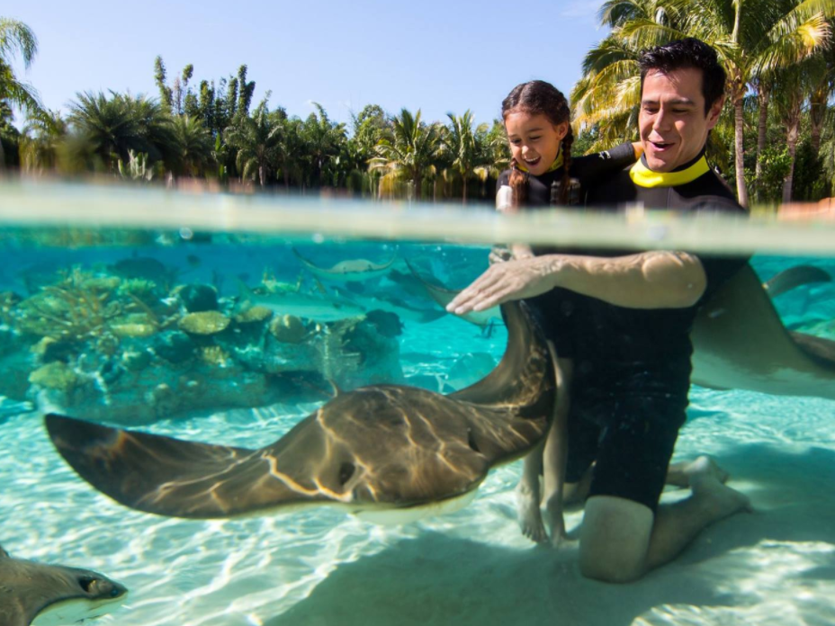 Orlando VIP Swim with Dolphin + Trainer of the Day (800) 6675524