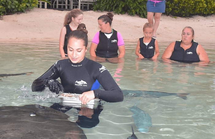 Orlando VIP Swim with Dolphin + Trainer of the Day (800) 6675524