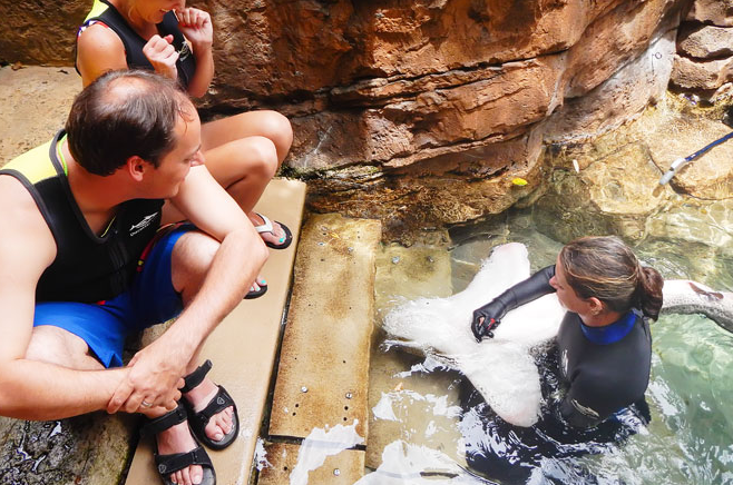 Orlando VIP Swim with Dolphin + Trainer of the Day (800) 6675524