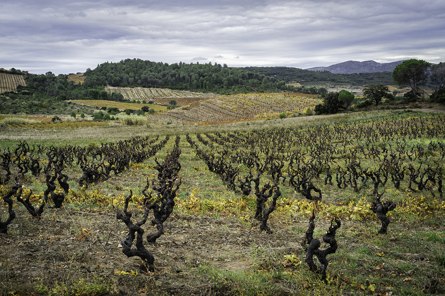 The domaine Domaine des Schistes