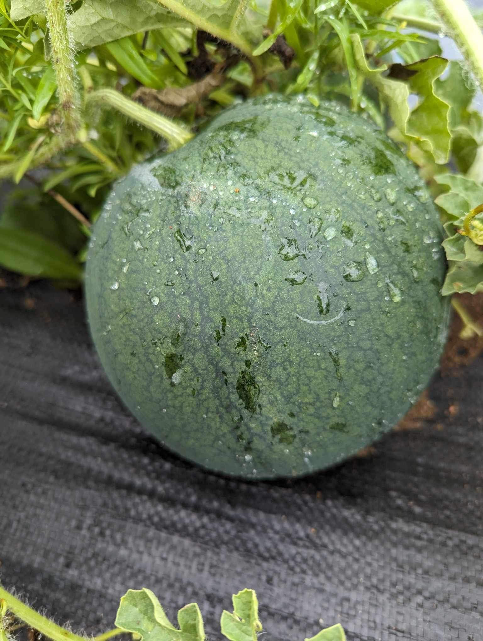Melon d’eau rouge sans pépins Domaine d'Oscar