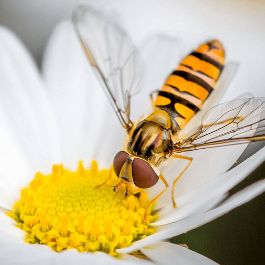 5 Common YellowStriped Insects Domain Pest Control