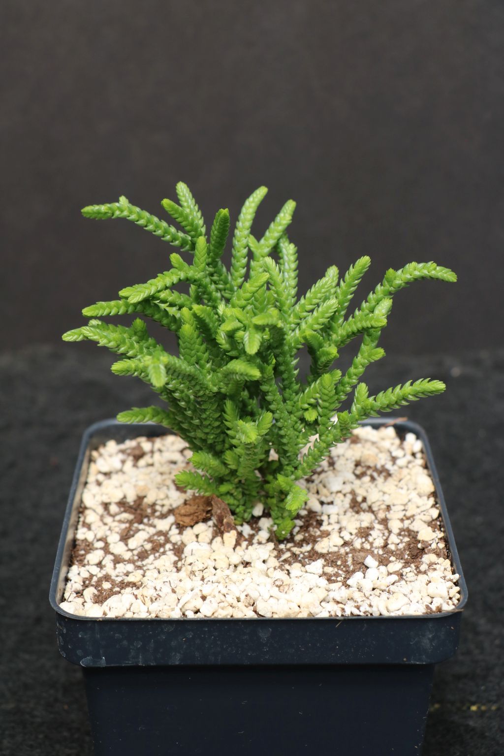 Crassula Lycopodioides “Watch Chain” Succulent Domann's Plants
