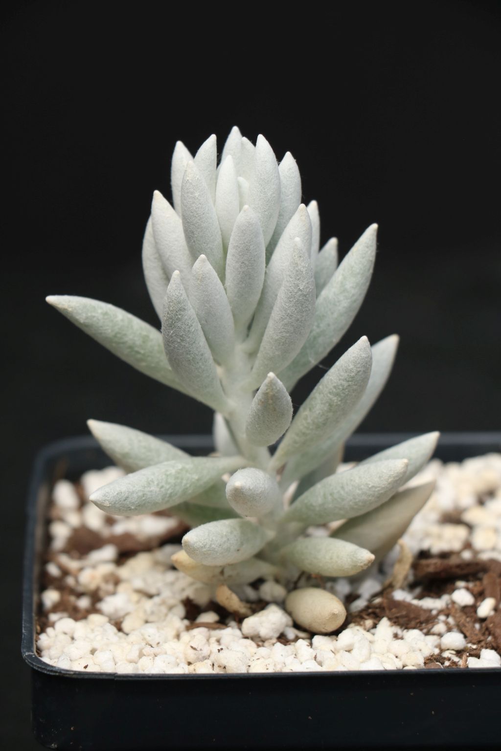 Cotyledon Succulent L Domann's Plants