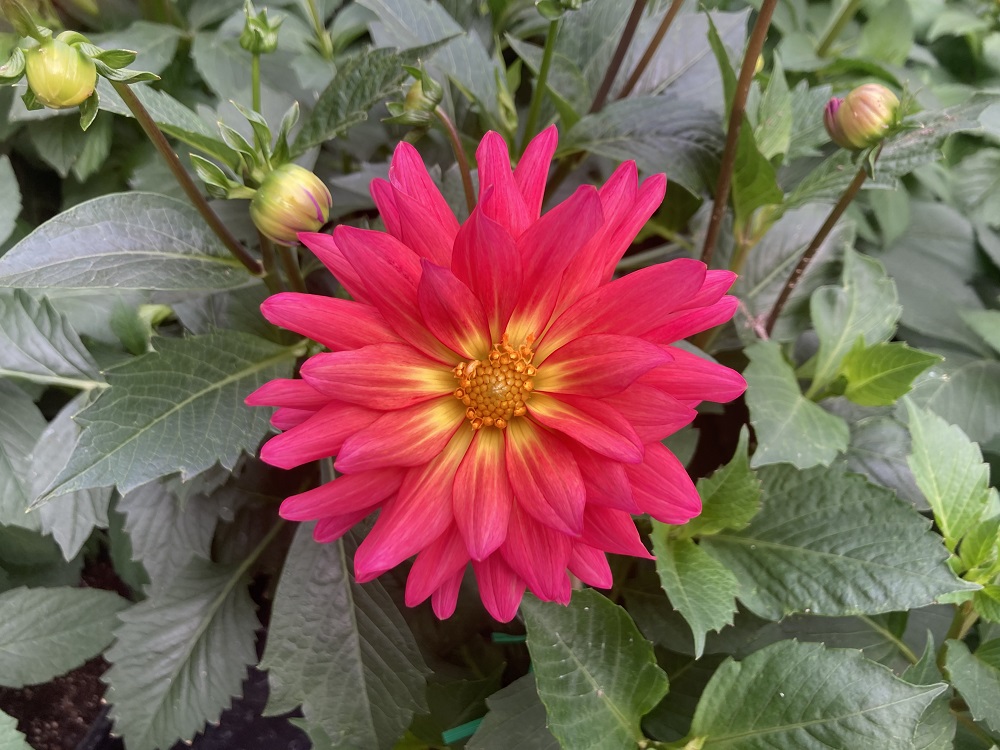 XXL Ensenda Tall Dahlia Domann's Plants