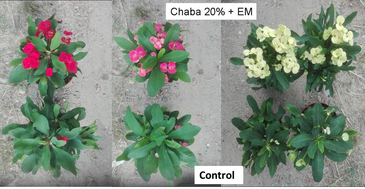 Article Rhizobacteria and zeolites for saline stress in the