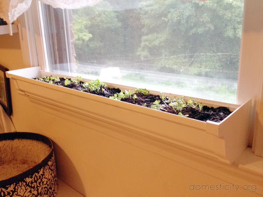Windowsill Garden domesticity simple & chic domestic life