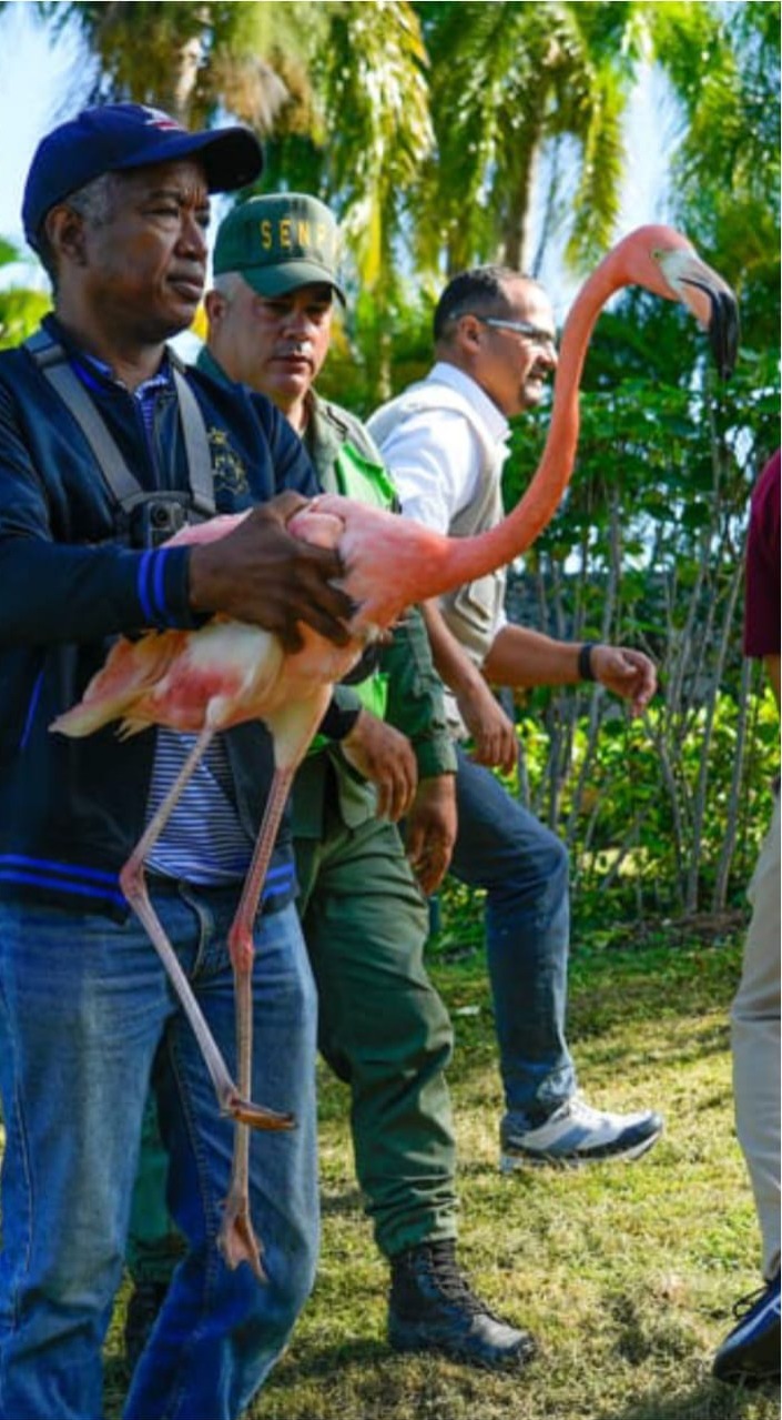 Seven flamingos rescued from airbnb in Cabarete