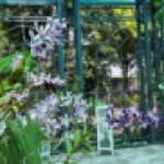 El jardín botánico de Santiago es la orquídea más grande del jardín de orquídeas del Caribe. El jardín botánico de Santiago es la orquídea más grande del jardín de orquídeas del Caribe.