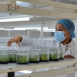 República Dominicana produce anualmente 1,5 millones de plantas in vitro República Dominicana produce anualmente 1,5 millones de plantas in vitro