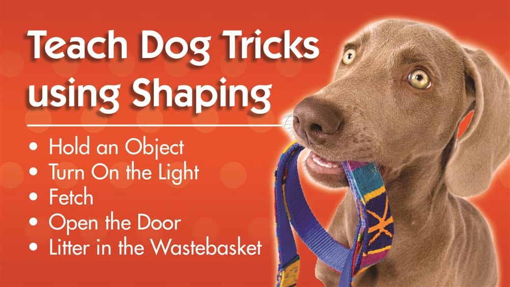 Teach Dog Tricks Using Shaping Do More With Your Dog!