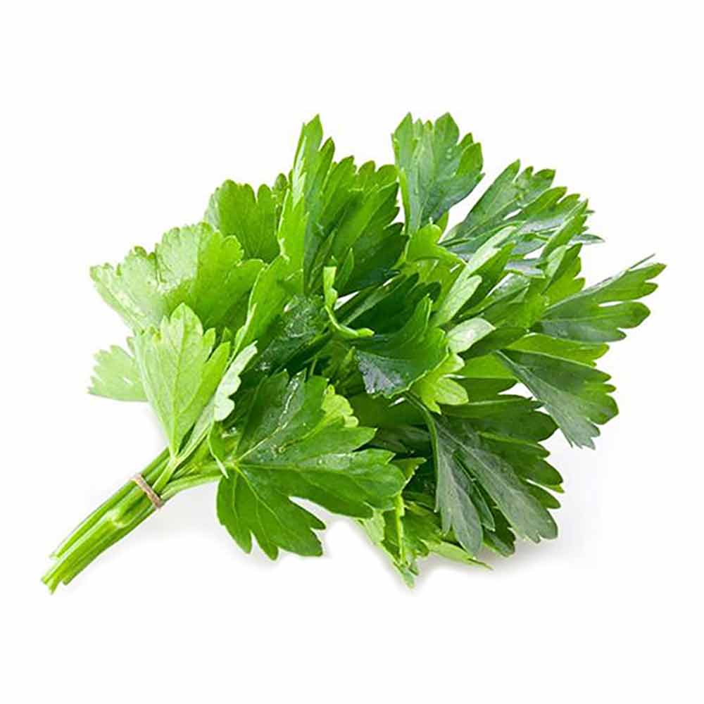 CHINESE PARSLEY (ផាស្លី)