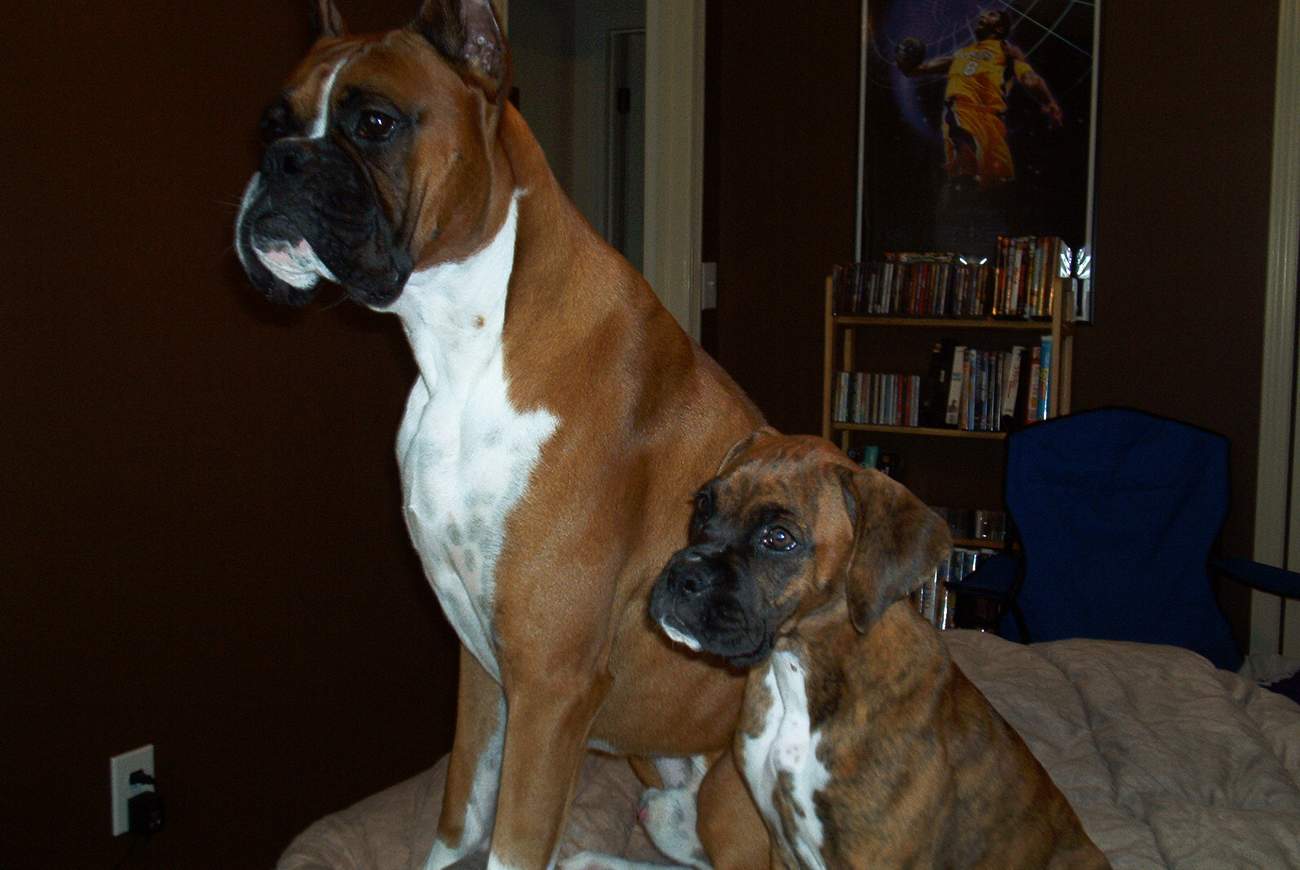 1000+ images about Boxer Dogs Beautiful Boxers on Pinterest Boxer