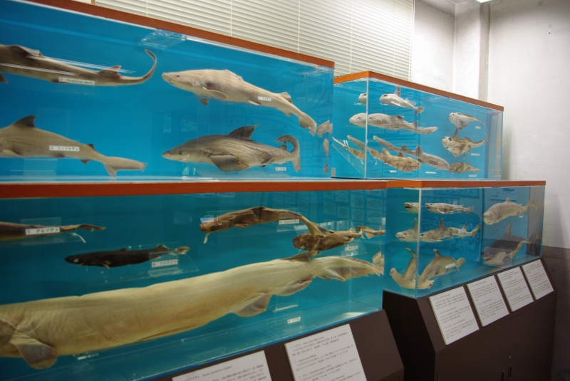 北海道大学水産学部水産資料館～函館 管理人日記 遊ぶべ！道南探検隊