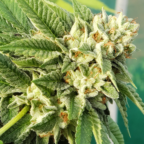 Coconut Wireless Donate