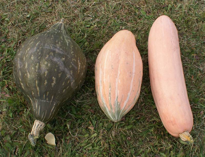cross pollination of spaghetti squash and zuchinni Gardening Forum
