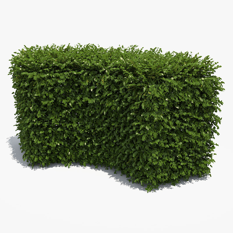 Boxwood Hedge 3D model Download Free 3D models