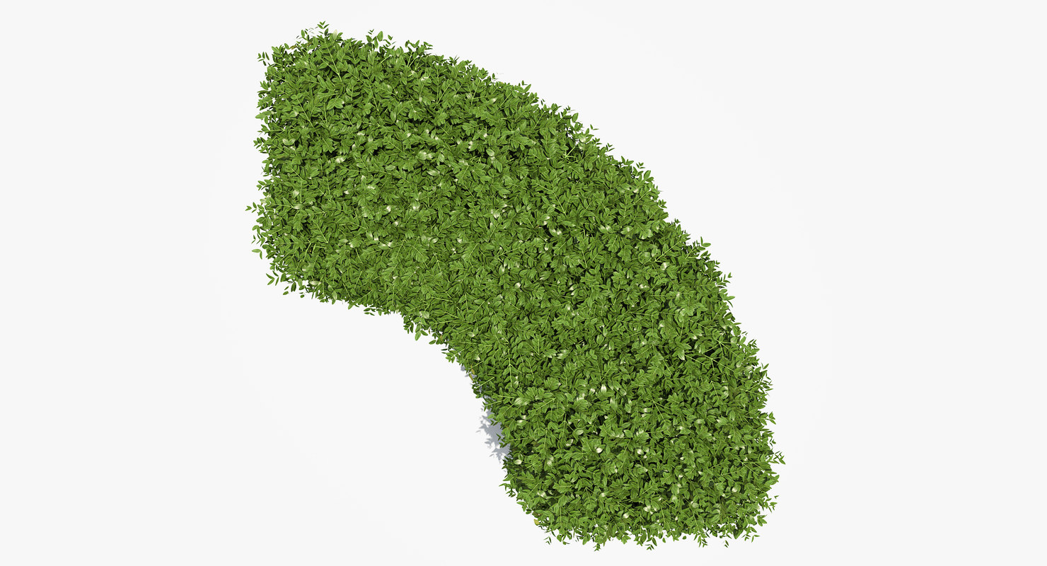 Boxwood Hedge 3D model Download Free 3D models