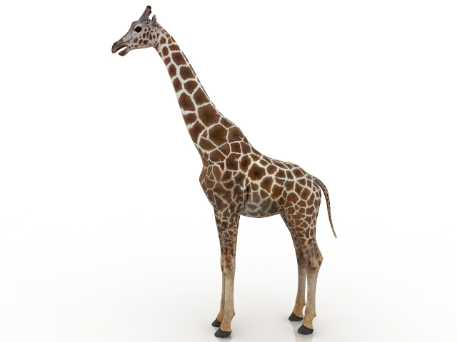 Giraffe 3D model Download for Free