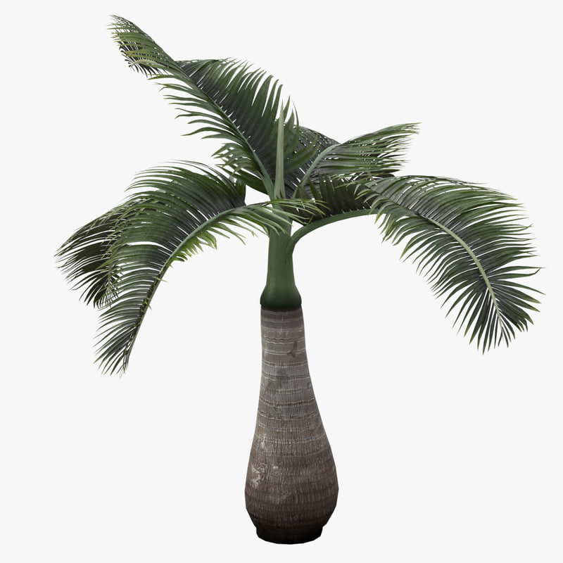 Palm tree 3D model Download Free 3D models