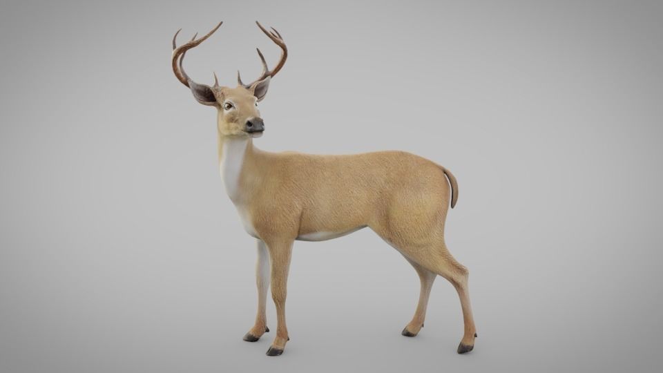Realistic Deer 3D model Download for Free