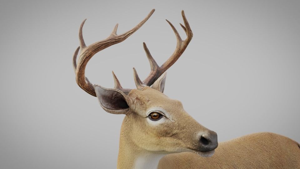 Realistic Deer 3D model Download for Free