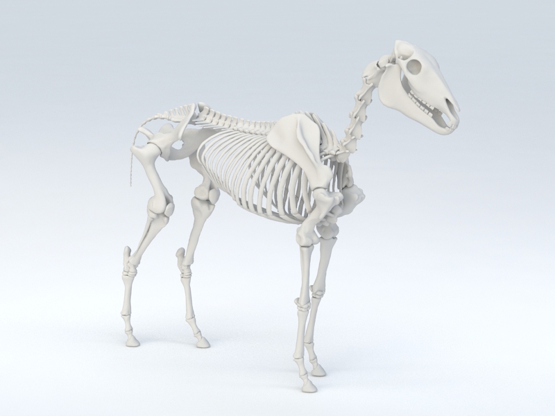 Horse Skeleton 3D model Download for Free