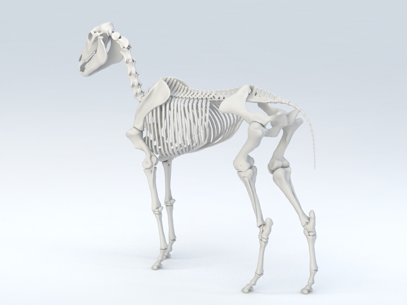 Horse Skeleton 3D model Download for Free