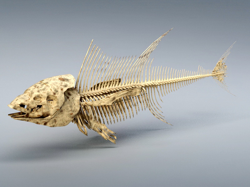 Tuna Fish Skeleton 3D model Download for Free