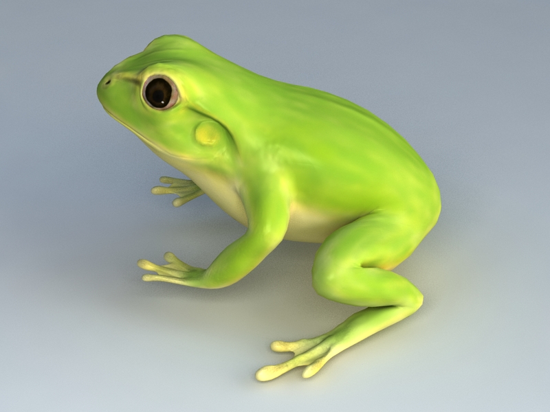 Green Tree Frog 3d Model Download For Free