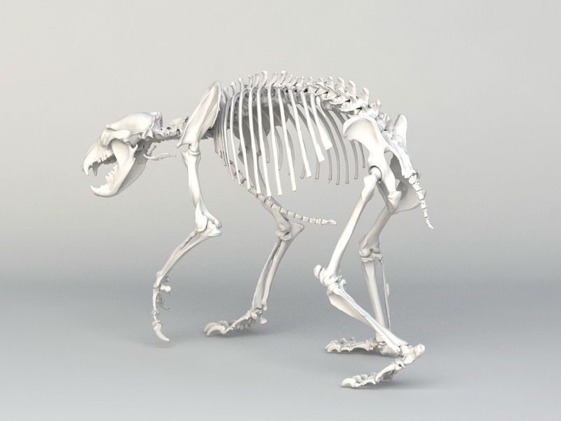Animal Skeleton 3d Model Free Download symbol