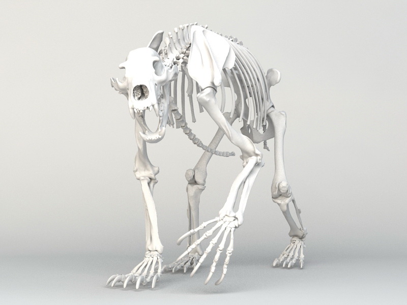 Animal Skeleton 3d Model Free Download symbol