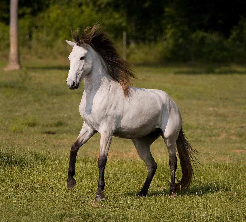 Collection 92+ Pictures How Do Horses Mate With Pictures Superb 10/2023