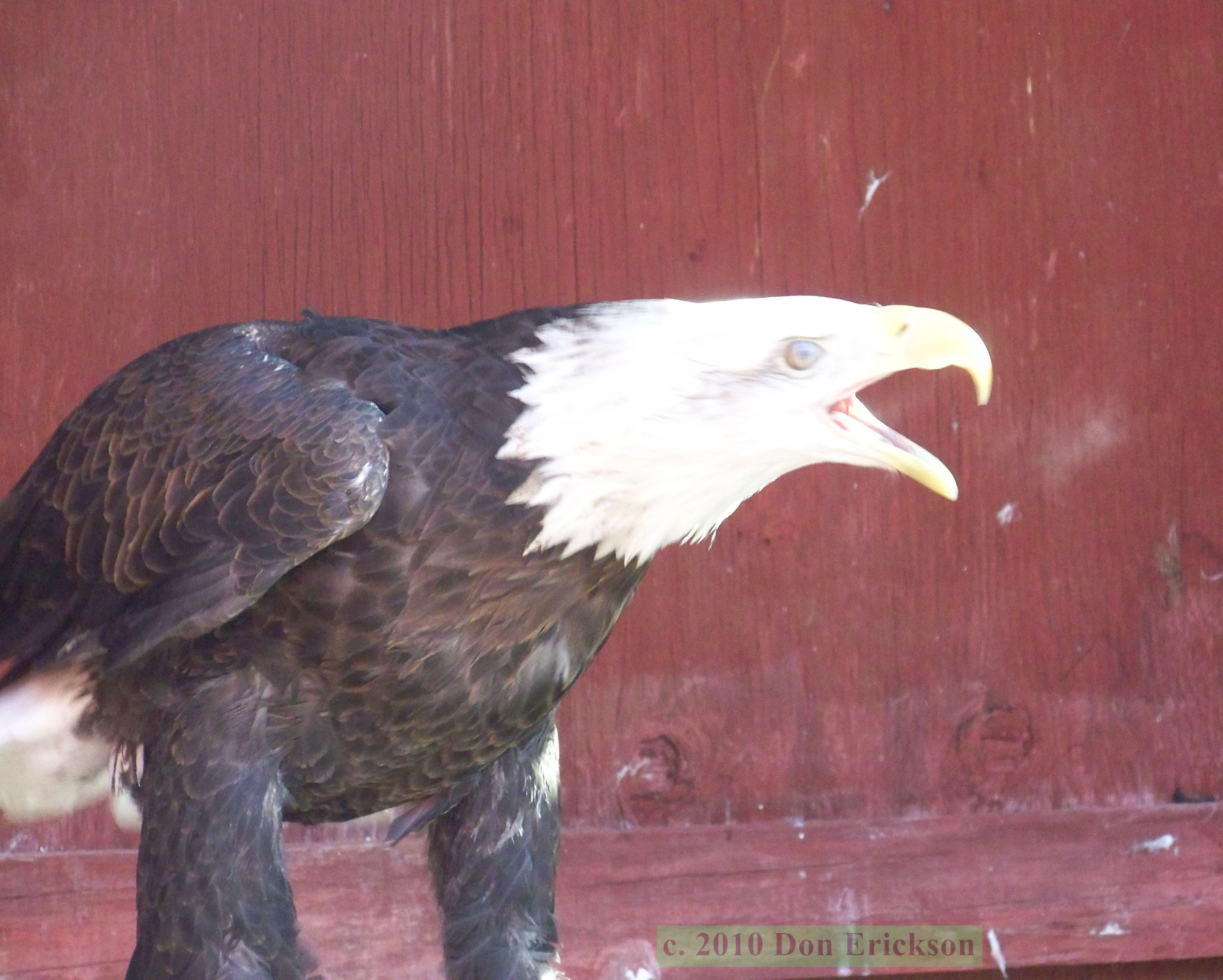 Kingdom Phylum Class Order Family Genus Species Birds