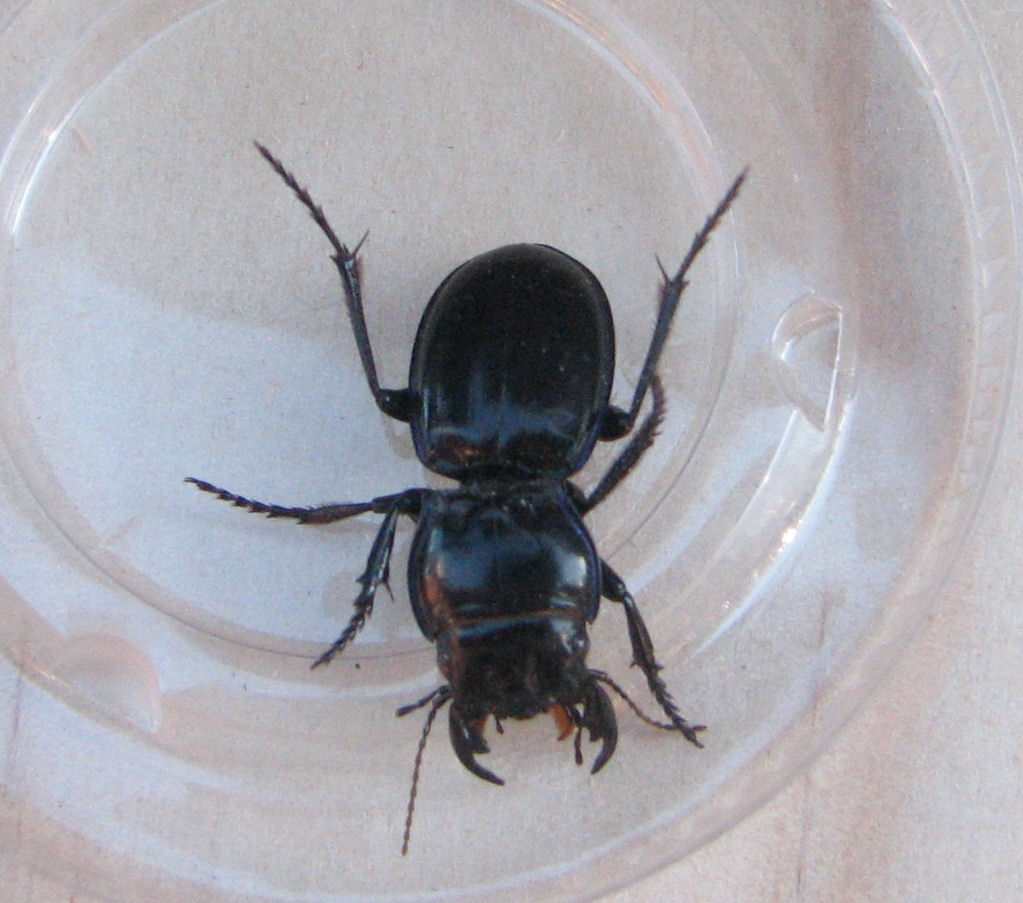 Beetles in Colorado