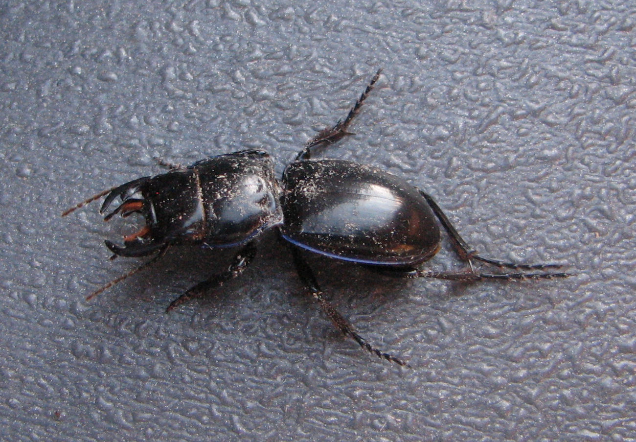 Beetles in Colorado