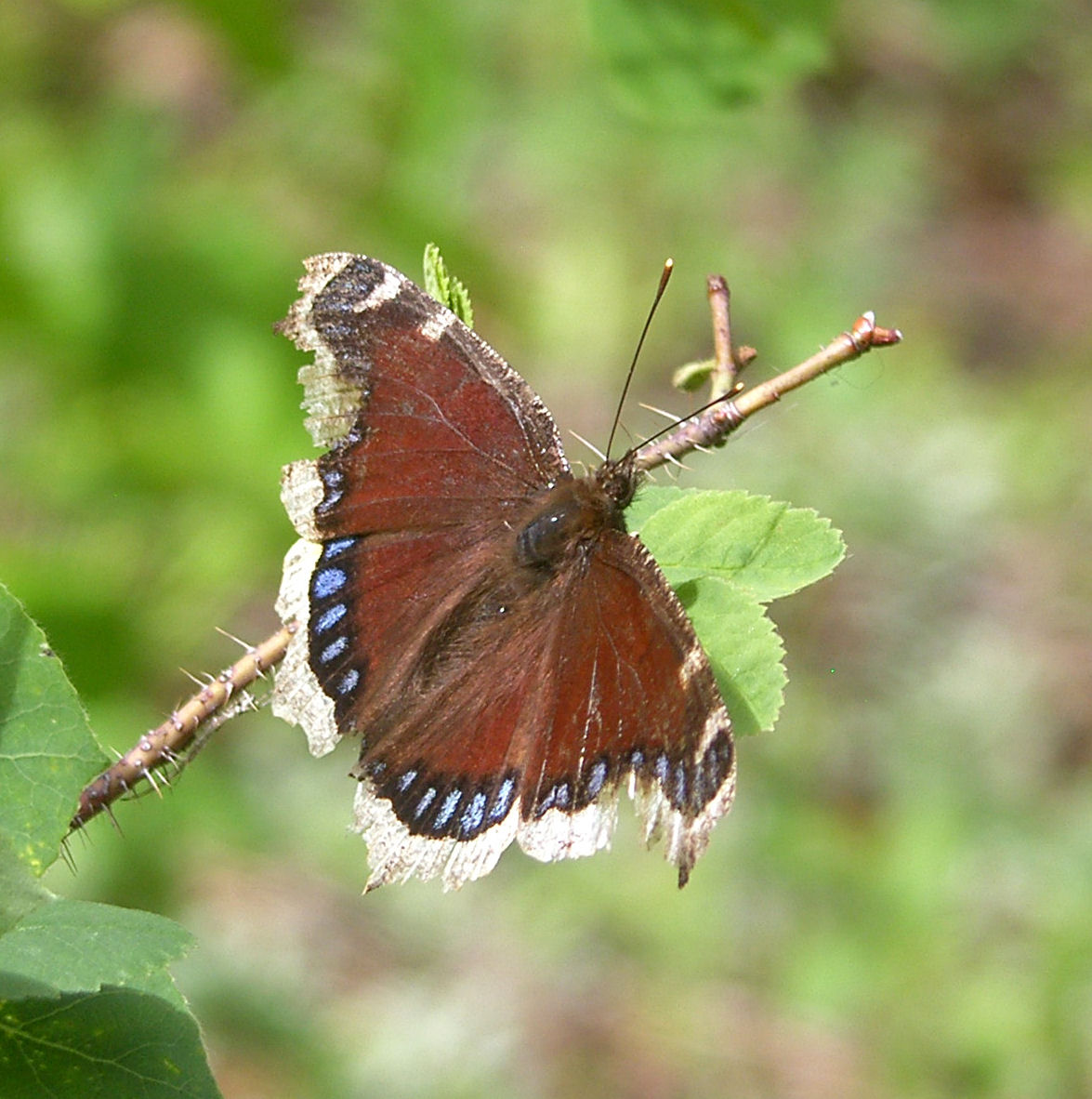Butterflies and Moths in Colorado