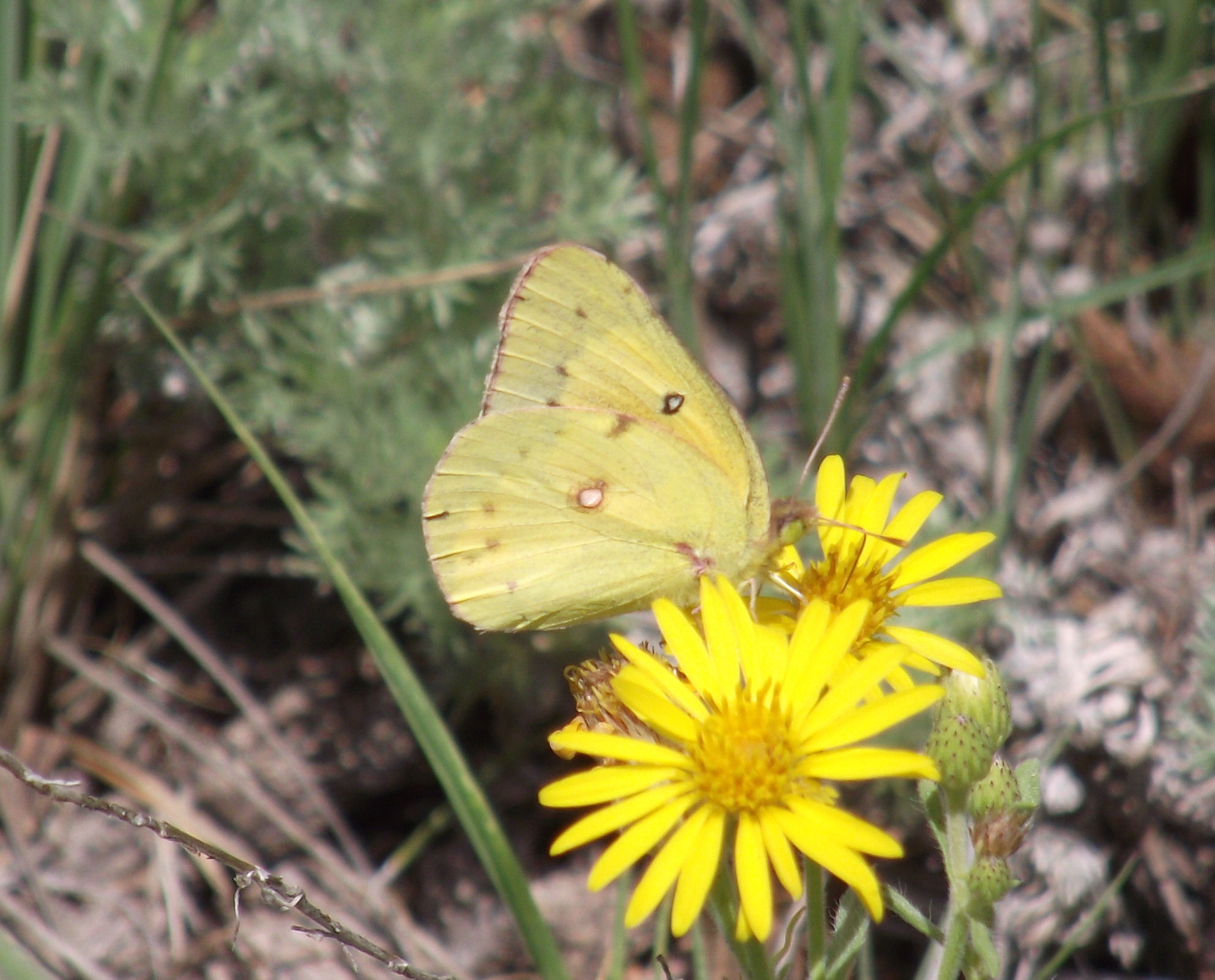 Butterflies and Moths in Colorado