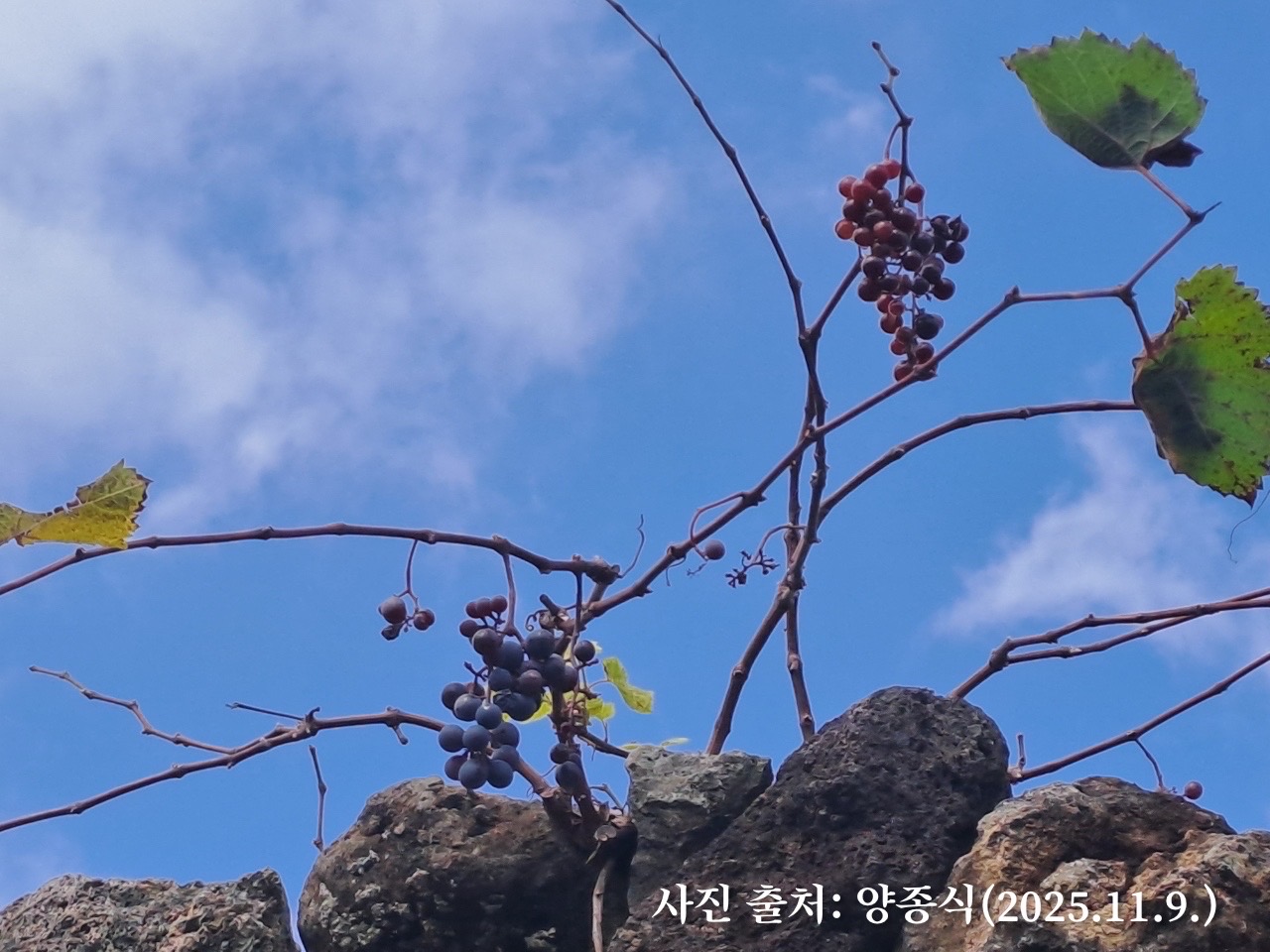 멀리(머루; 산포도), 들판에서 사라진 기억의 풍경