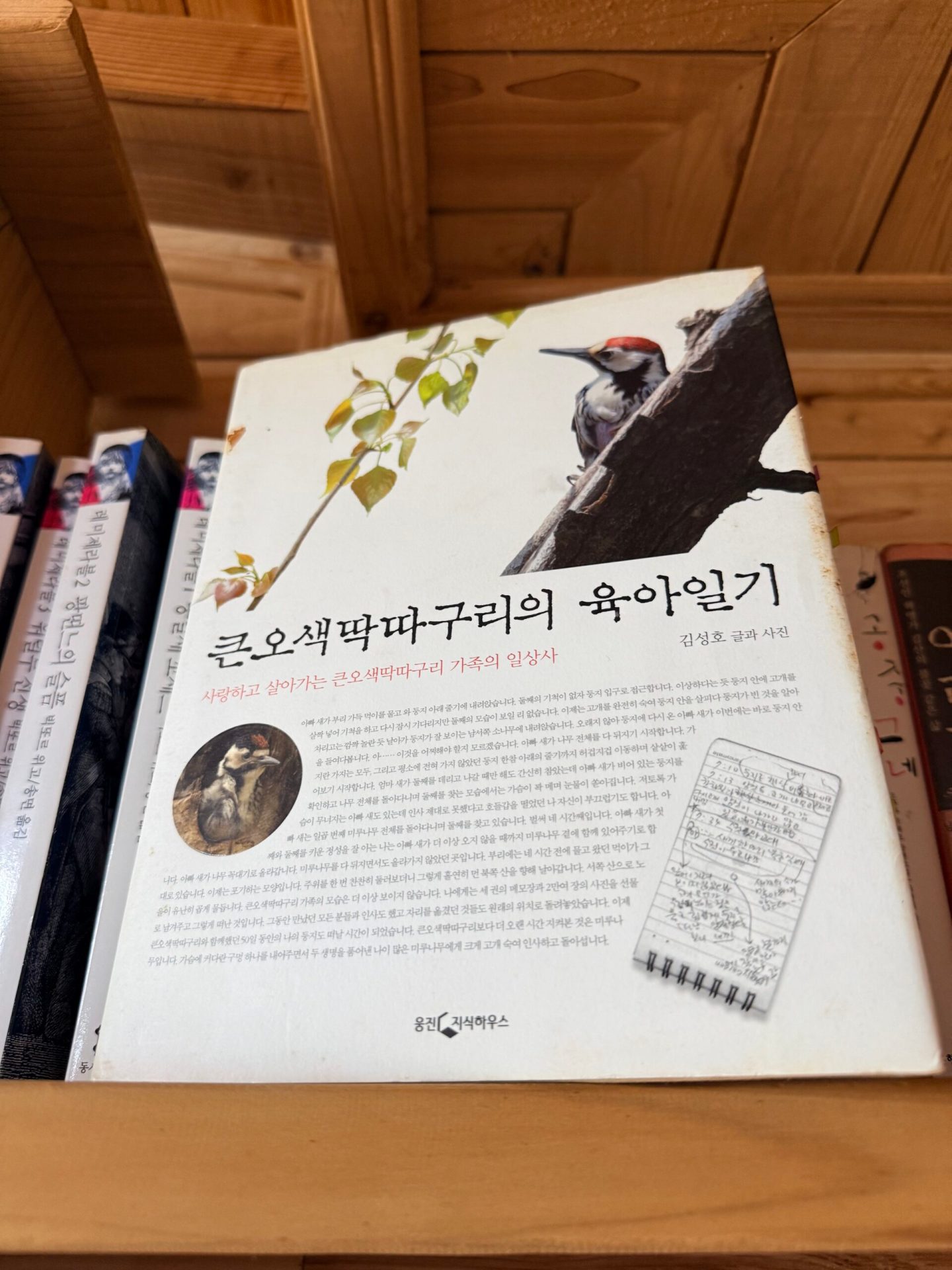 18년의 시공간을 건너온 ‘육아일기’ : 한라산 어리목에서 만난 큰오색딱따구리