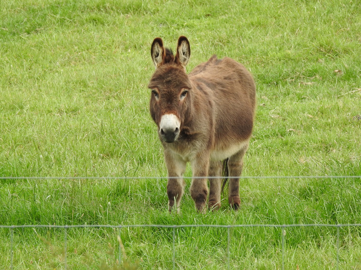 Donkeys for Sale Donkey Society of Victoria