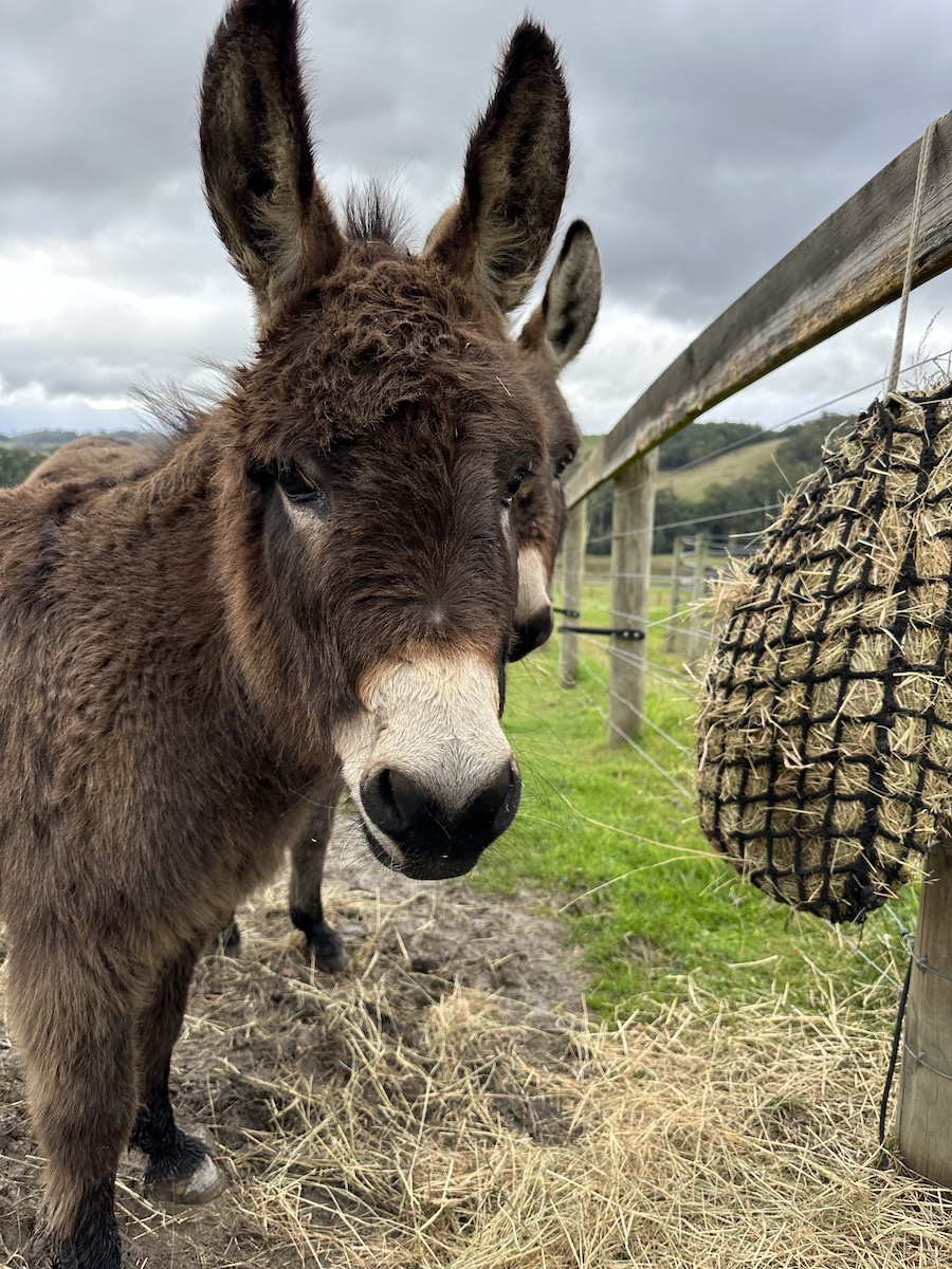 Donkeys for Sale Donkey Society of Victoria