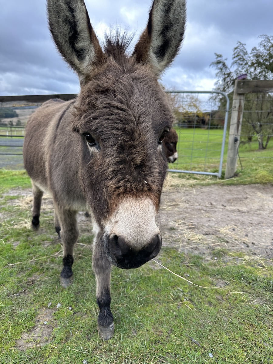 Donkeys for Sale Donkey Society of Victoria