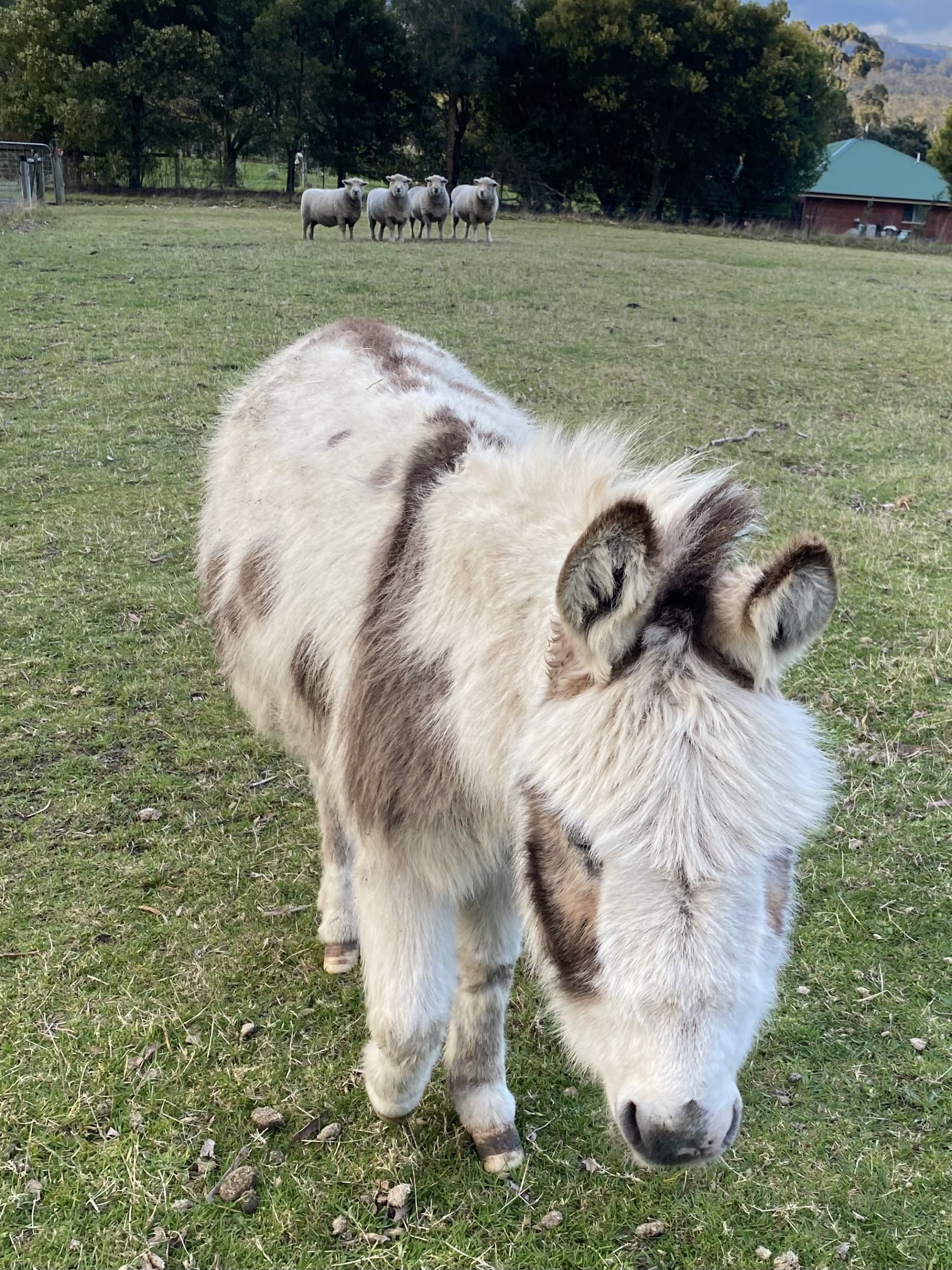 Mini donkey gelding needed in Tasmania Donkey Society of Victoria